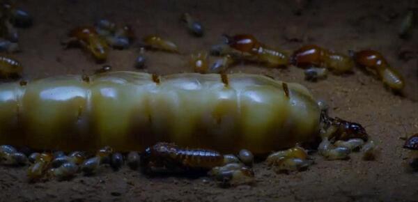 عکس ملکه ی موریانه ها