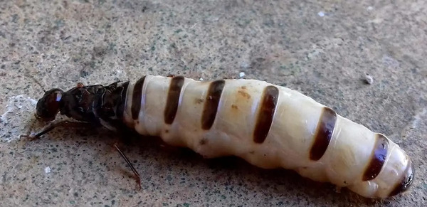 عکس ملکه ی موریانه ها