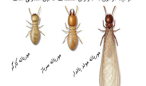 عکس ملکه ی موریانه ها