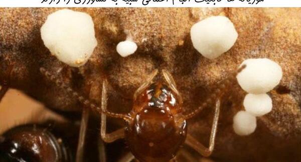 عکس ملکه ی موریانه ها