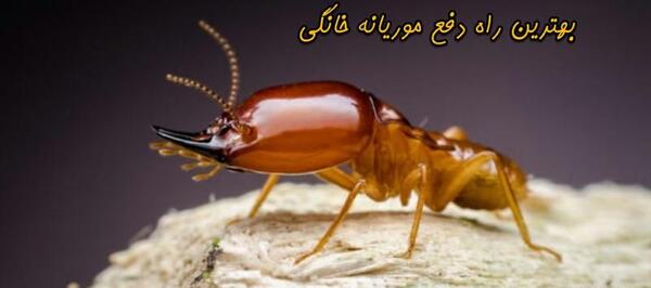 عکس ملکه موریانه ها