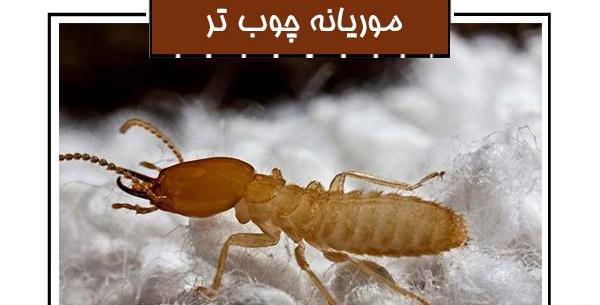 عکس ملکه موریانه ها