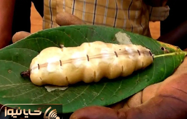 عکس ملکه موریانه ها
