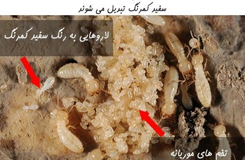 عکس ملکه موریانه ها