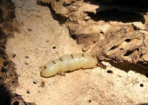 عکس ملکه موریانه ها