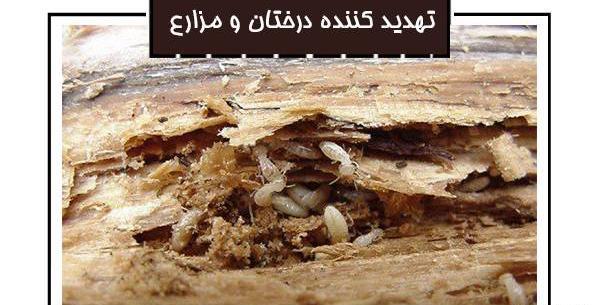عکس ملکه موریانه ها