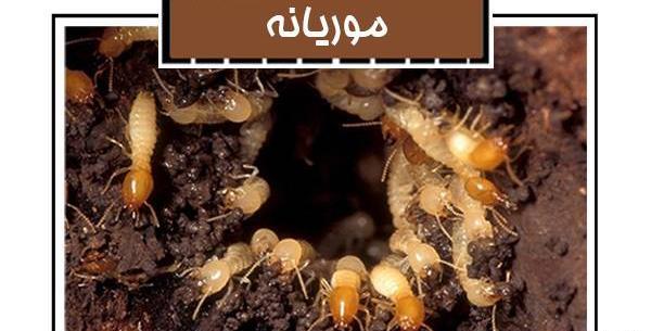 عکس ملکه موریانه ها