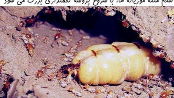 عکس ملکه موریانه ها