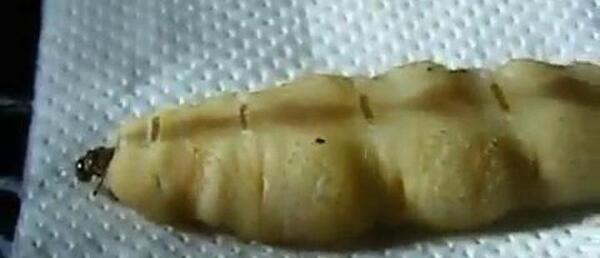 عکس ملکه موریانه ها