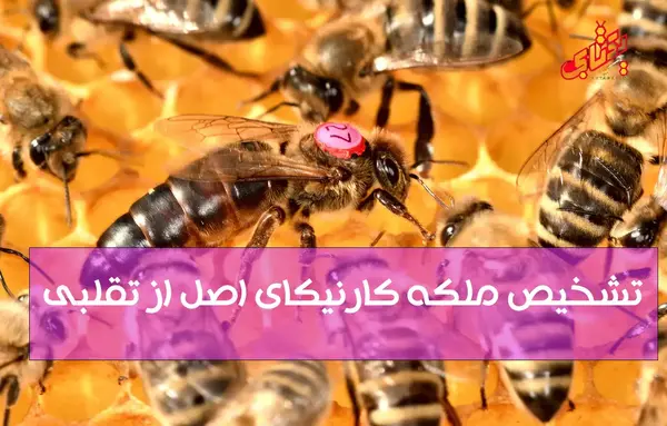 عکس ملکه کارنیکا اصل