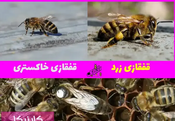 عکس ملکه کارنیکا اصل