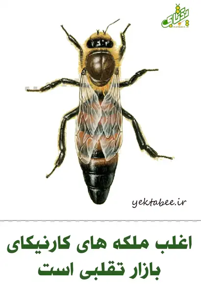 عکس ملکه کارنیکا اصل