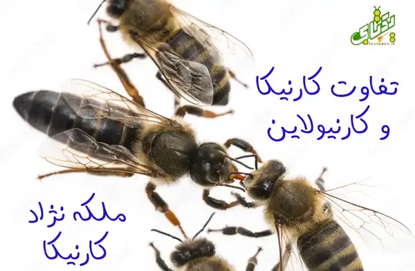 عکس ملکه کارنیکا اصل