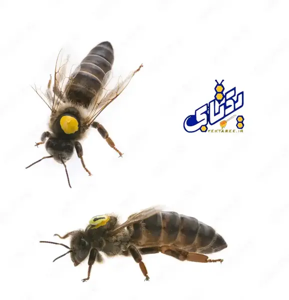 عکس ملکه کارنیکا اصل