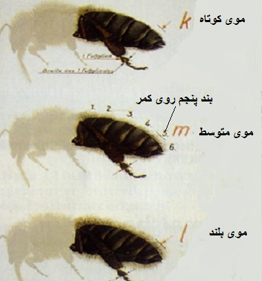 عکس ملکه کارنیکای اتریشی