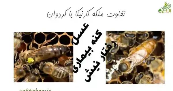 عکس ملکه کارنیکای اتریشی