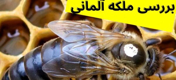 عکس ملکه کارنیکای اتریشی