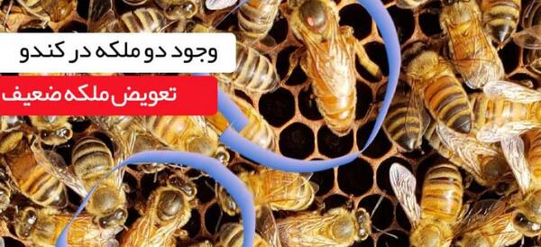 عکس زنبوری عسل ملکه