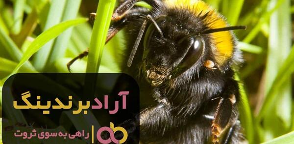 عکس زنبوری عسل ملکه