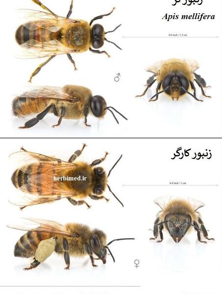 عکس زنبوری عسل ملکه