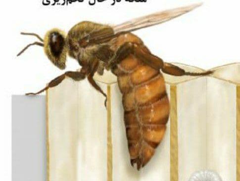 عکس زنبوری عسل ملکه