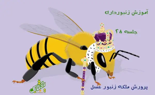 عکس ملکه زنبوران عسل