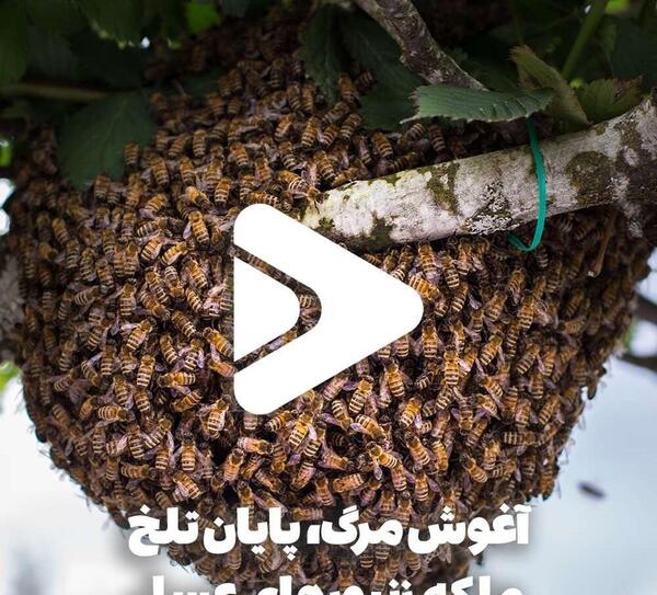 عکس ملکه زنبوران عسل