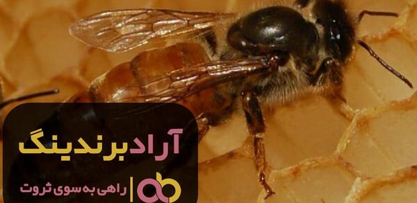 عکس ملکه زنبوران عسل