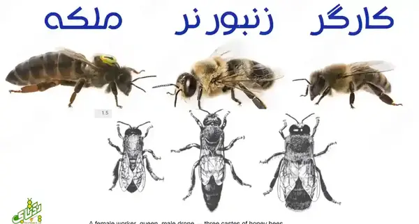 عکس ملکه زنبوران عسل