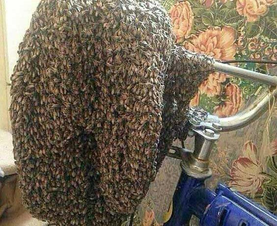 عکس ملکه زنبوران عسل