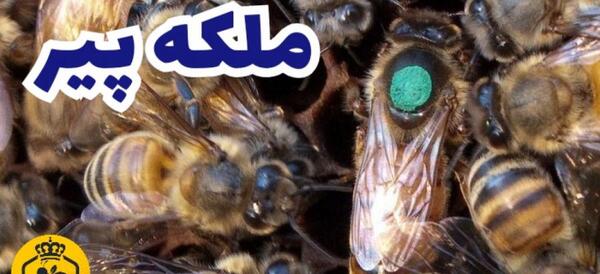 عکس ملکه زنبوران عسل