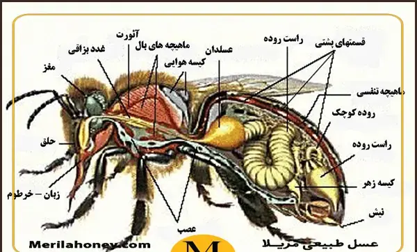 عکس ملکه کندو عسل