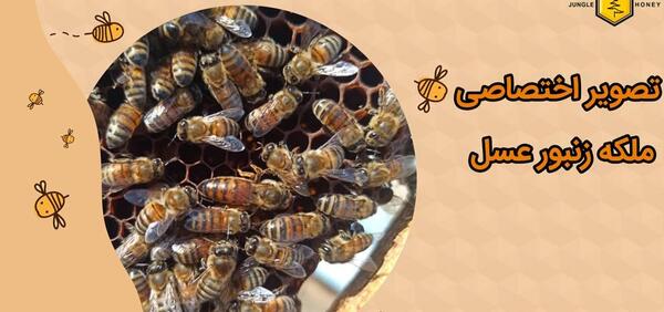 عکس ملکه کندو عسل