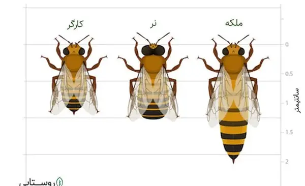 عکس ملکه کندو عسل