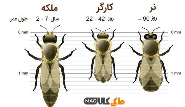 عکس ملکه کندو عسل