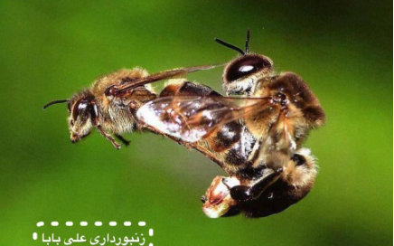 عکس ملکه کندو عسل