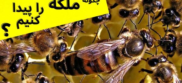 عکس ملکه کندو عسل