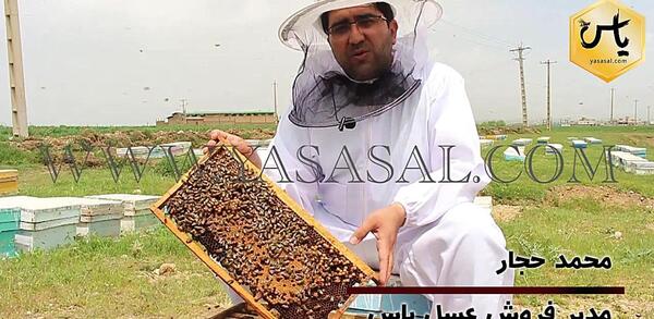 عکس شاخون ملکه