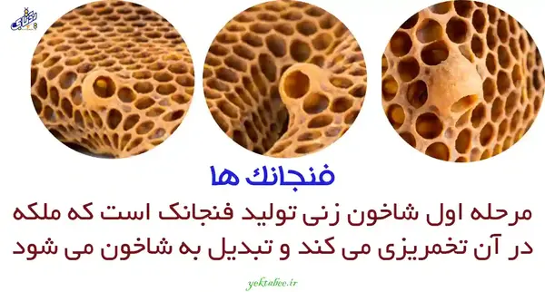عکس شاخون ملکه