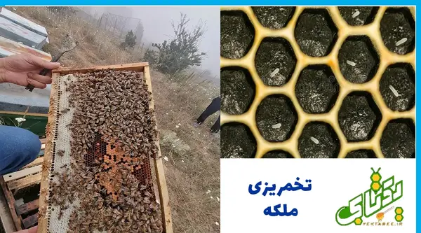 عکس شاخون ملکه