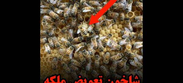 عکس شاخون ملکه