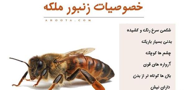 عکس شاخون ملکه