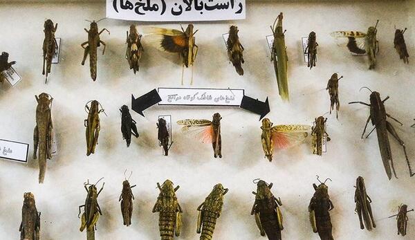 عکس ملکه ی پروانه ها