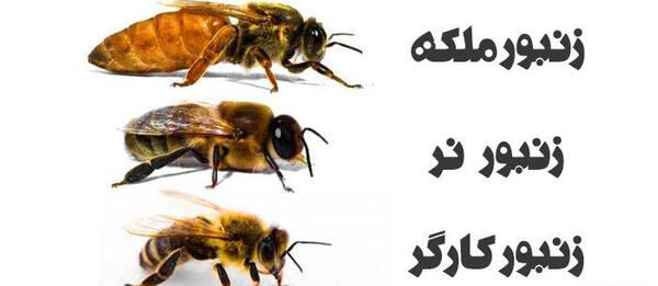 گاوی عکس ملکه زنبورهای قرمز