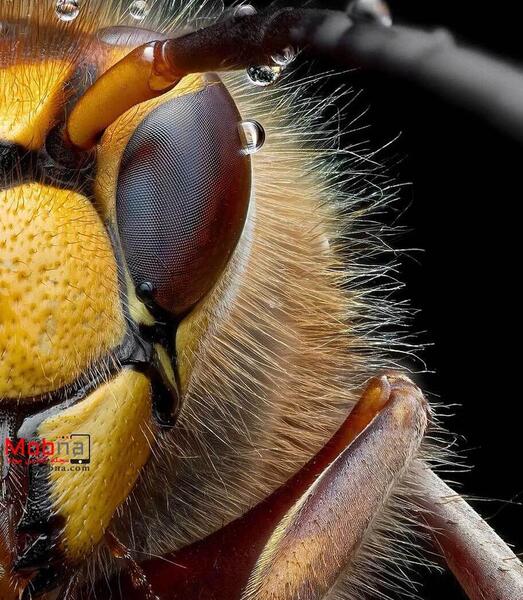 گاوی عکس ملکه زنبورهای قرمز
