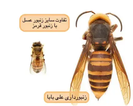گاوی عکس ملکه زنبورهای قرمز