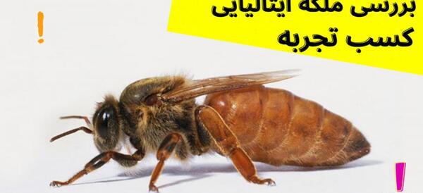 عکس ملکه زنبورهای عسل واقعی