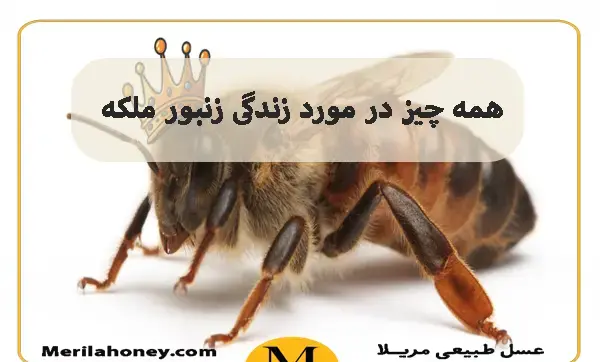 عکس ملکه زنبورهای عسل واقعی