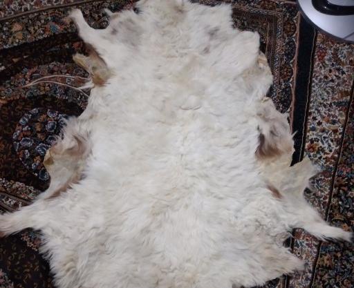 عکس فرش پشمالو سفید