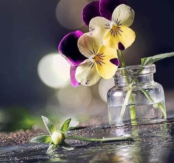عکس پروف گل زیبا